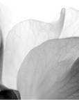 flower petal