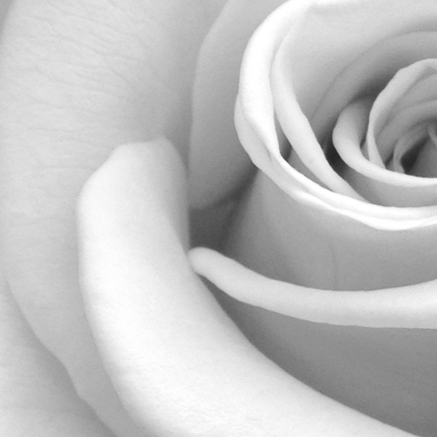 Rose Petal Elixir Body Oil
